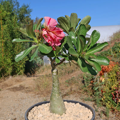 Adenium marigold