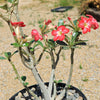 Desert Rose &