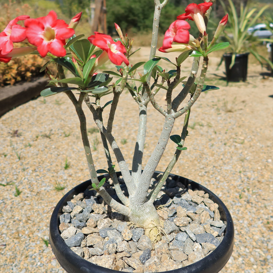 Selling Adenium arabicum