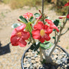 Desert Rose &