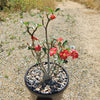 Desert Rose &