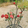 Desert Rose &