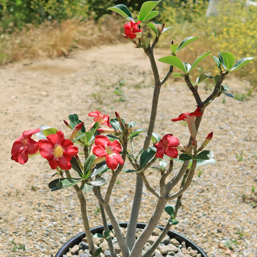 Desert Rose &