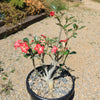 Desert Rose &