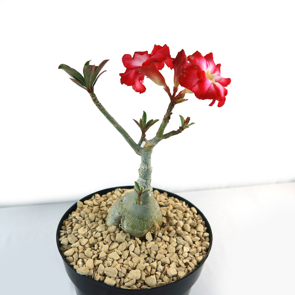 Desert Rose &