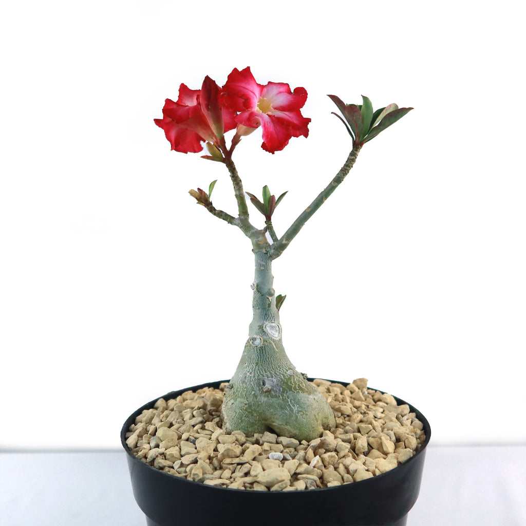 Desert Rose &