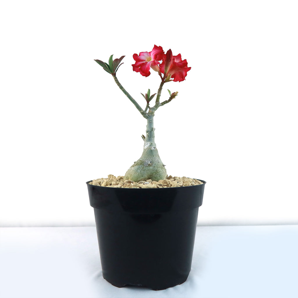 Desert Rose &