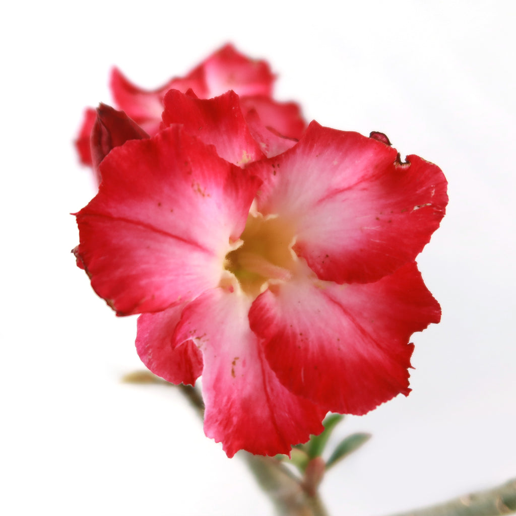 Desert Rose &