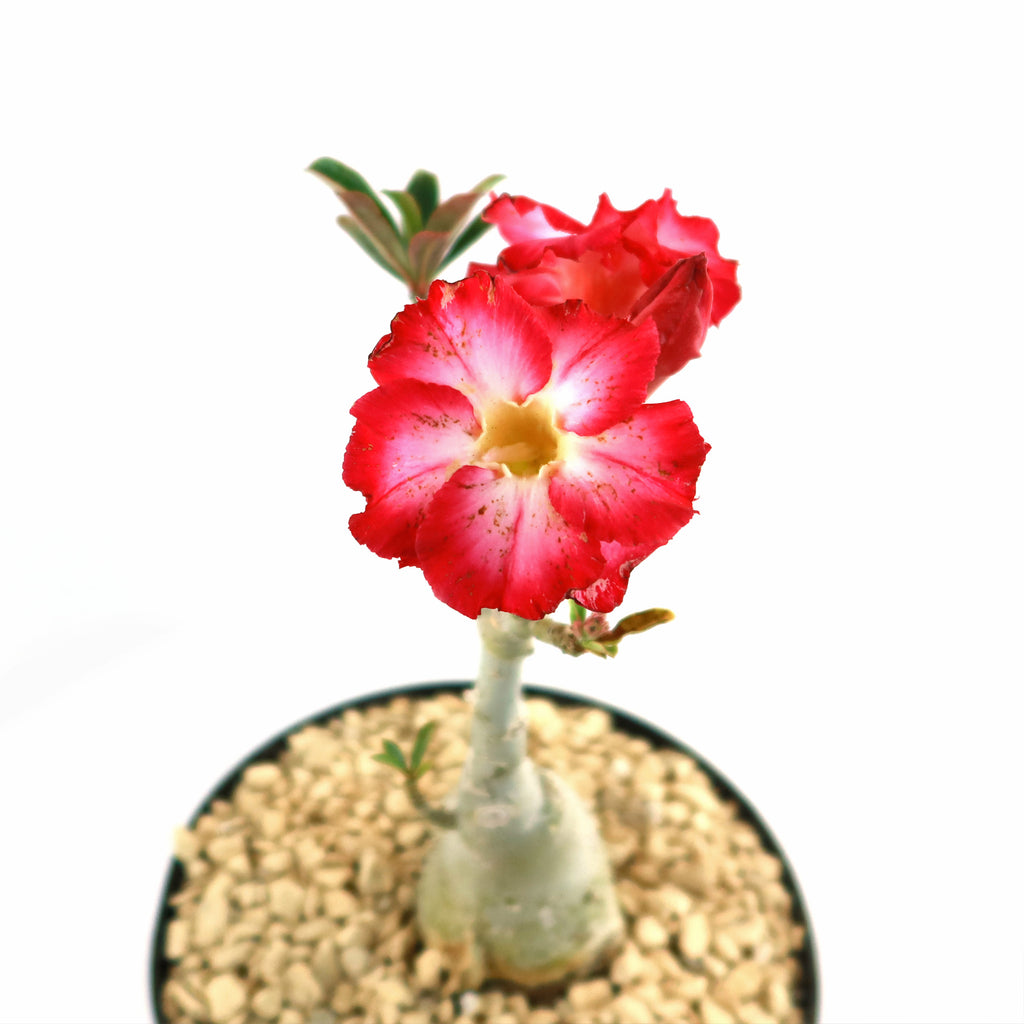 Desert Rose &
