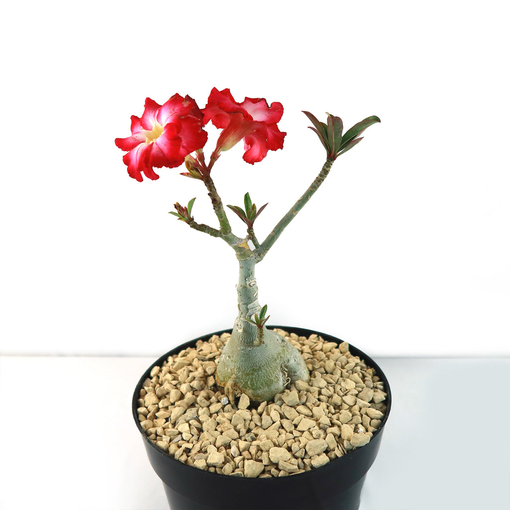 Desert Rose &