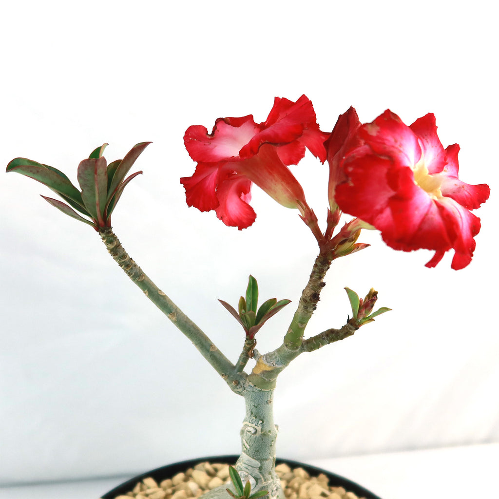 Desert Rose &