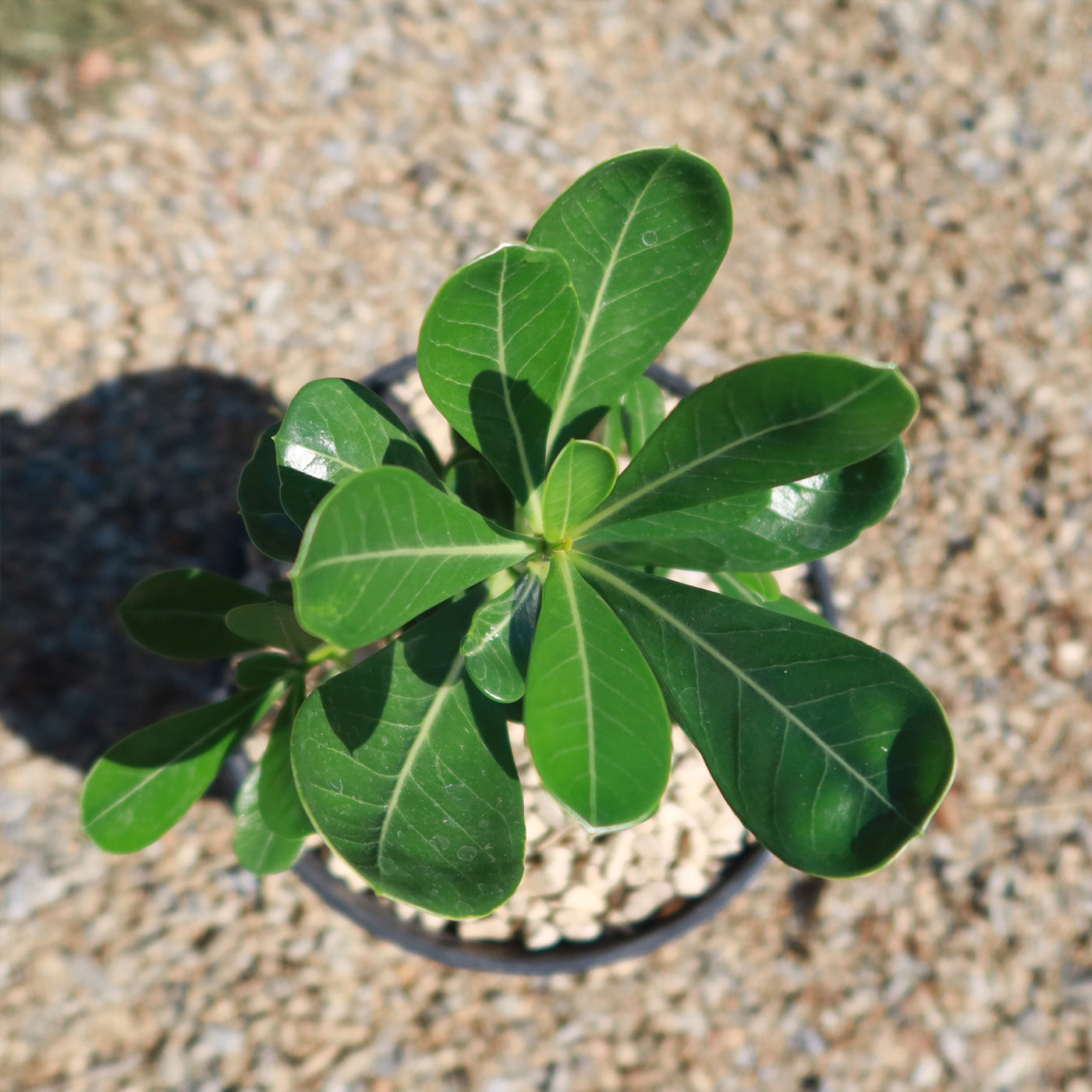 Desert Rose 'Adenium obesum'