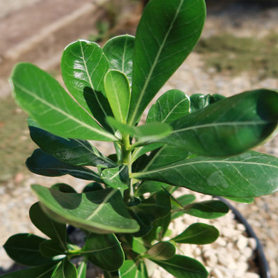 Desert Rose 'Adenium obesum'