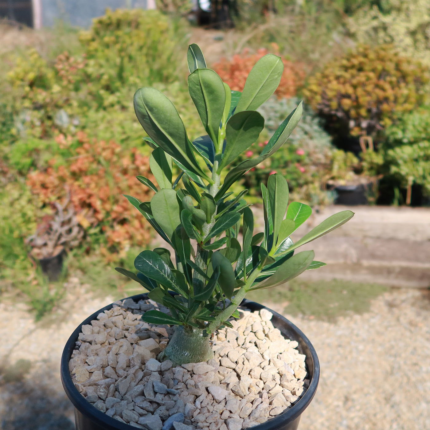 Desert Rose 'Adenium obesum'