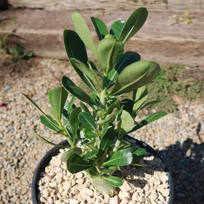 Desert Rose 'Adenium obesum'