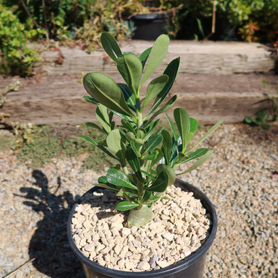 Desert Rose 'Adenium obesum'