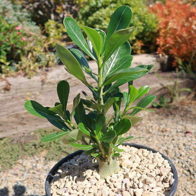 Desert Rose 'Adenium obesum'