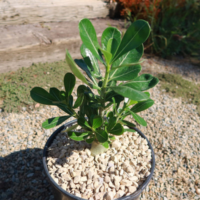 Desert Rose 'Adenium obesum'