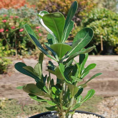 Desert Rose 'Adenium obesum'