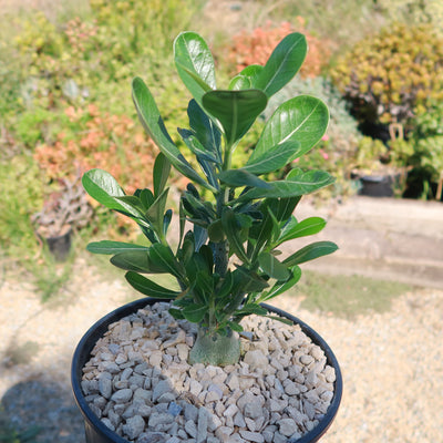 Desert Rose 'Adenium obesum'