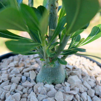 Desert Rose 'Adenium obesum'