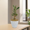 A Desert Rose (Adenium obesum) with oval green leaves in a textured white pot sits on a wooden desk, with windows softly blurred behind.