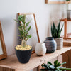 Desert Rose (Adenium obesum) in a black pot with pebbles on a wooden shelf, surrounded by ceramic vases, plants, and decor.