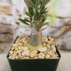 A compact Desert Rose (Adenium obesum) with a thick stem and green leaves, set in chunky gravel before a stone background.