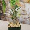 Desert Rose (Adenium obesum) with thick green leaves in a square pot of light pebbles, set before a blurred stone wall and greenery.