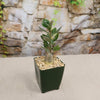 A Desert Rose (Adenium obesum) with thick green leaves in a square dark green pot of light pebbles, set before a stone wall.