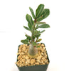 Desert Rose (Adenium obesum) with thick leaves and a swollen stem in a square pot of tan gravel, shown on a white background.