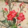 Desert Rose &