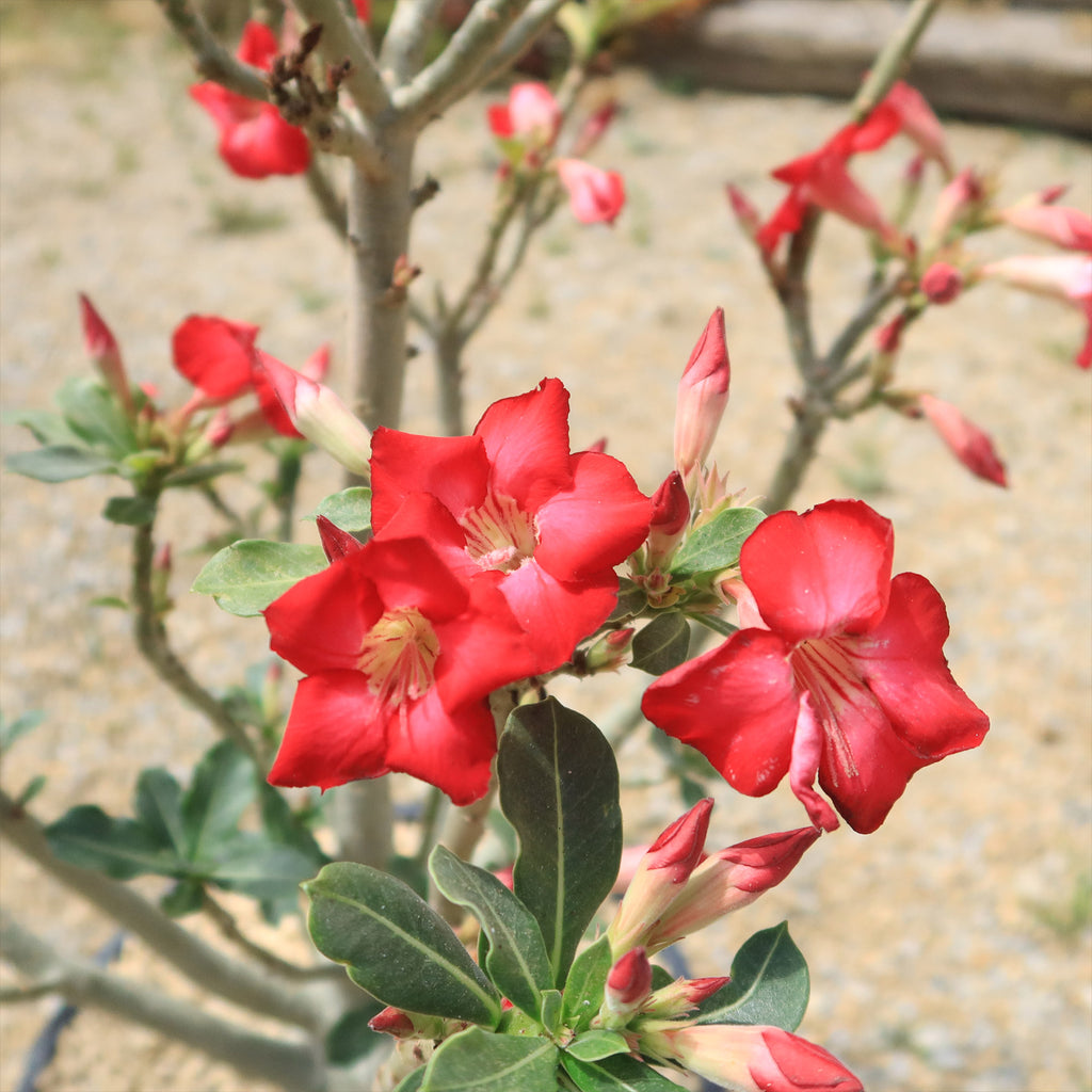 Desert Rose &