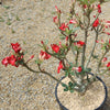 Desert Rose &