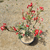 Desert Rose &