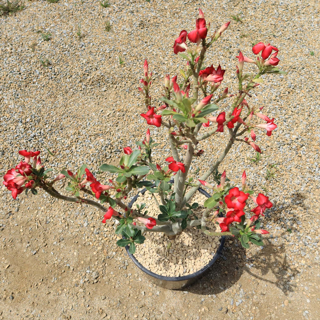 Desert Rose &