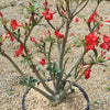 Desert Rose &