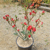 Desert Rose &