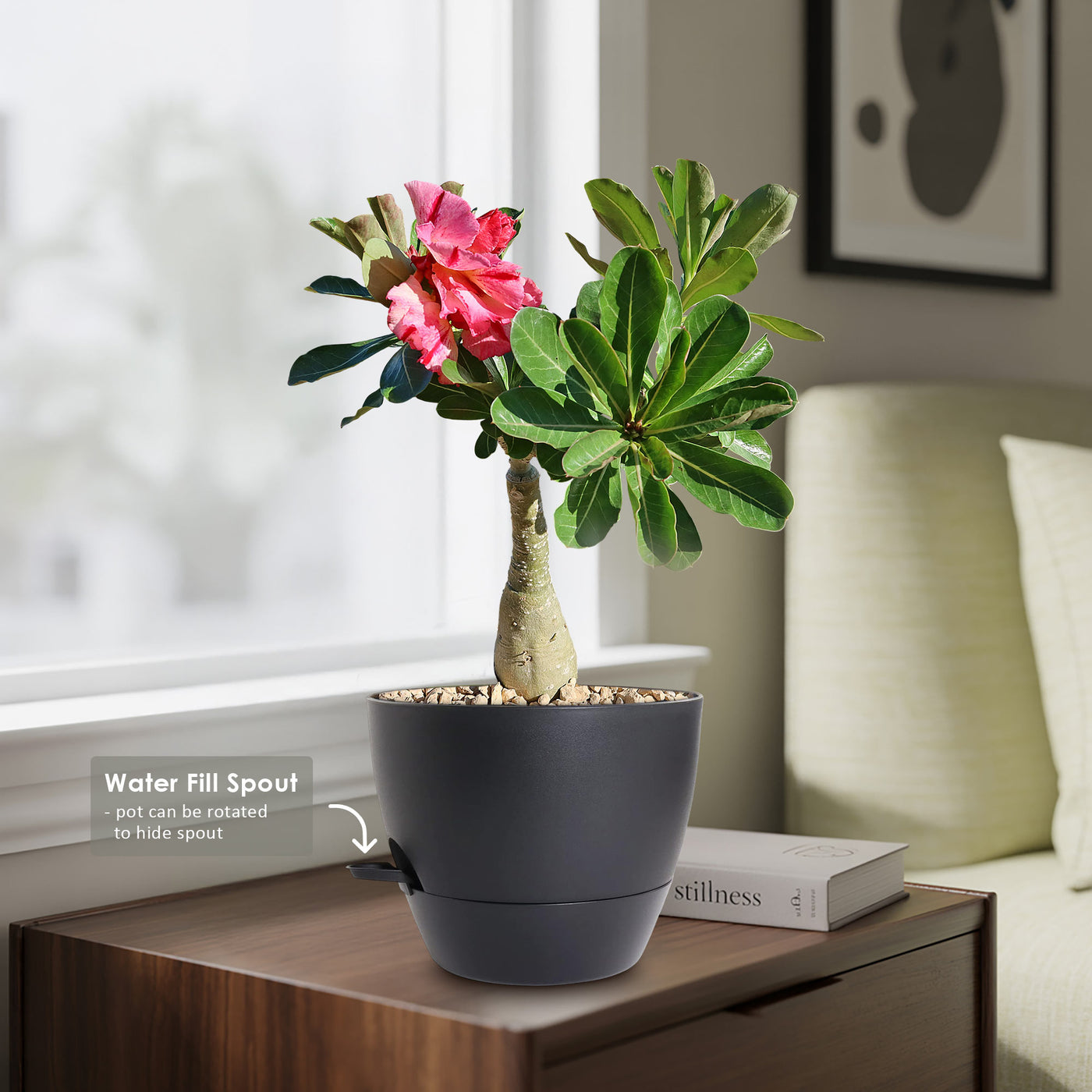 Desert Rose 'Adenium obesum'