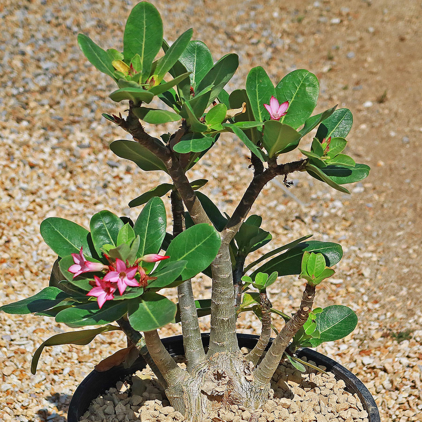 potting mix for desert roses Desert Rose 'Adenium arabicum'