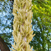 Desert Spoon Plant ‘Dasylirion wheeleri’