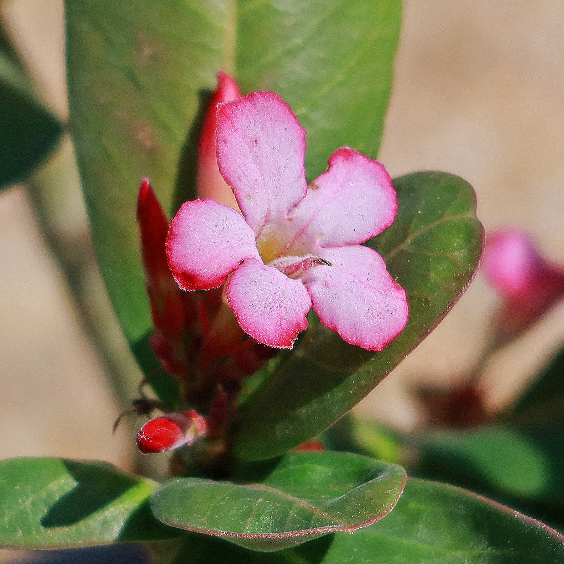 Desert Rose 'Adenium arabicum' - Buy Online at Planet Desert