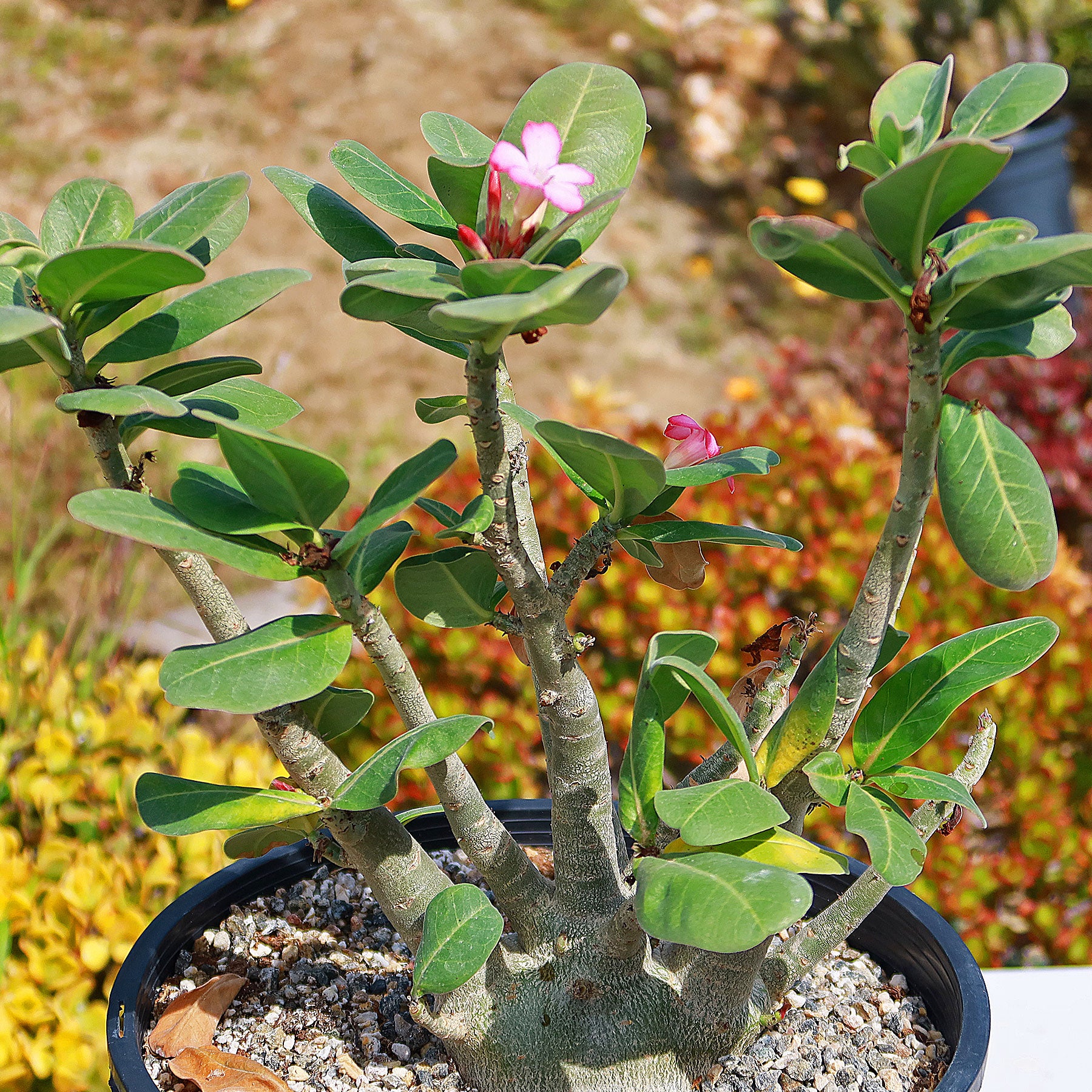  Desert Rose Plant Adenium Obesum Plant 3-4 inch