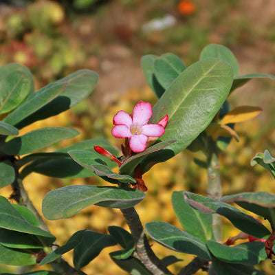 adenium succulent Desert Rose 'Adenium arabicum'