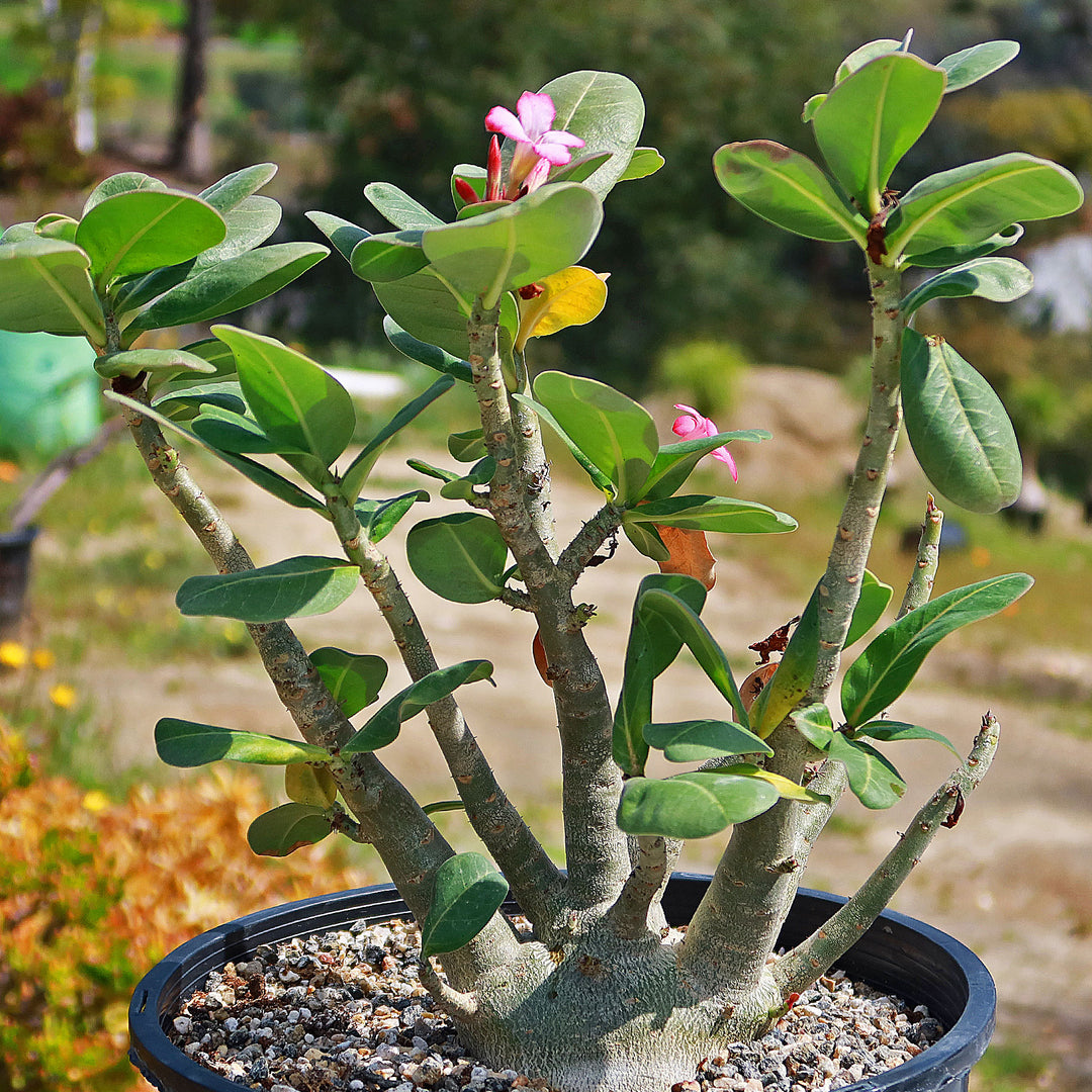 Selling Adenium arabicum