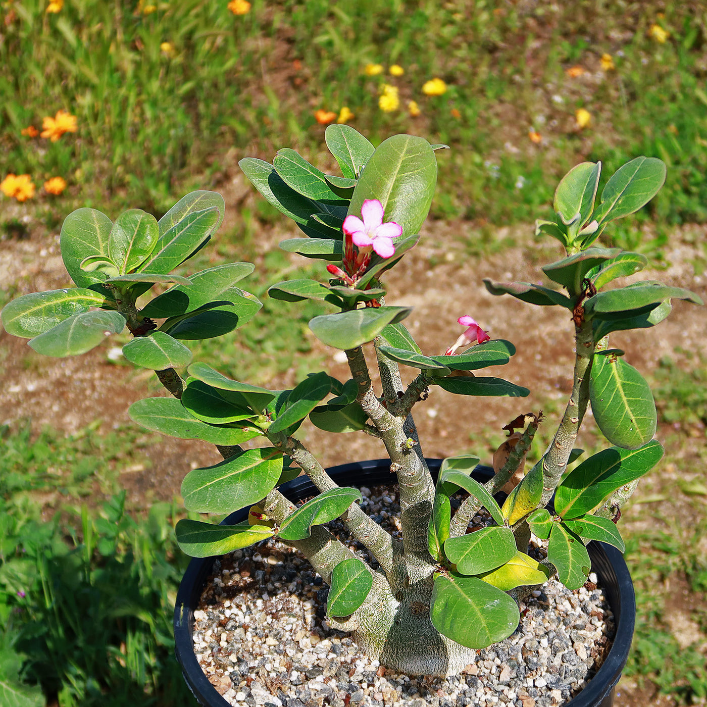 adenium succulent Desert Rose 'Adenium arabicum'