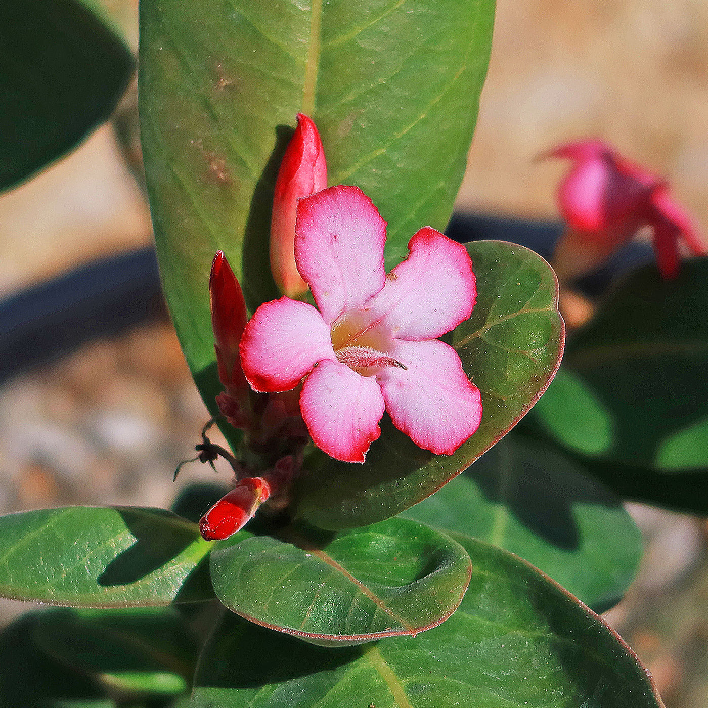 Adenium Obesum - Set of 2 - Flowering Desert Roses - FloraStore