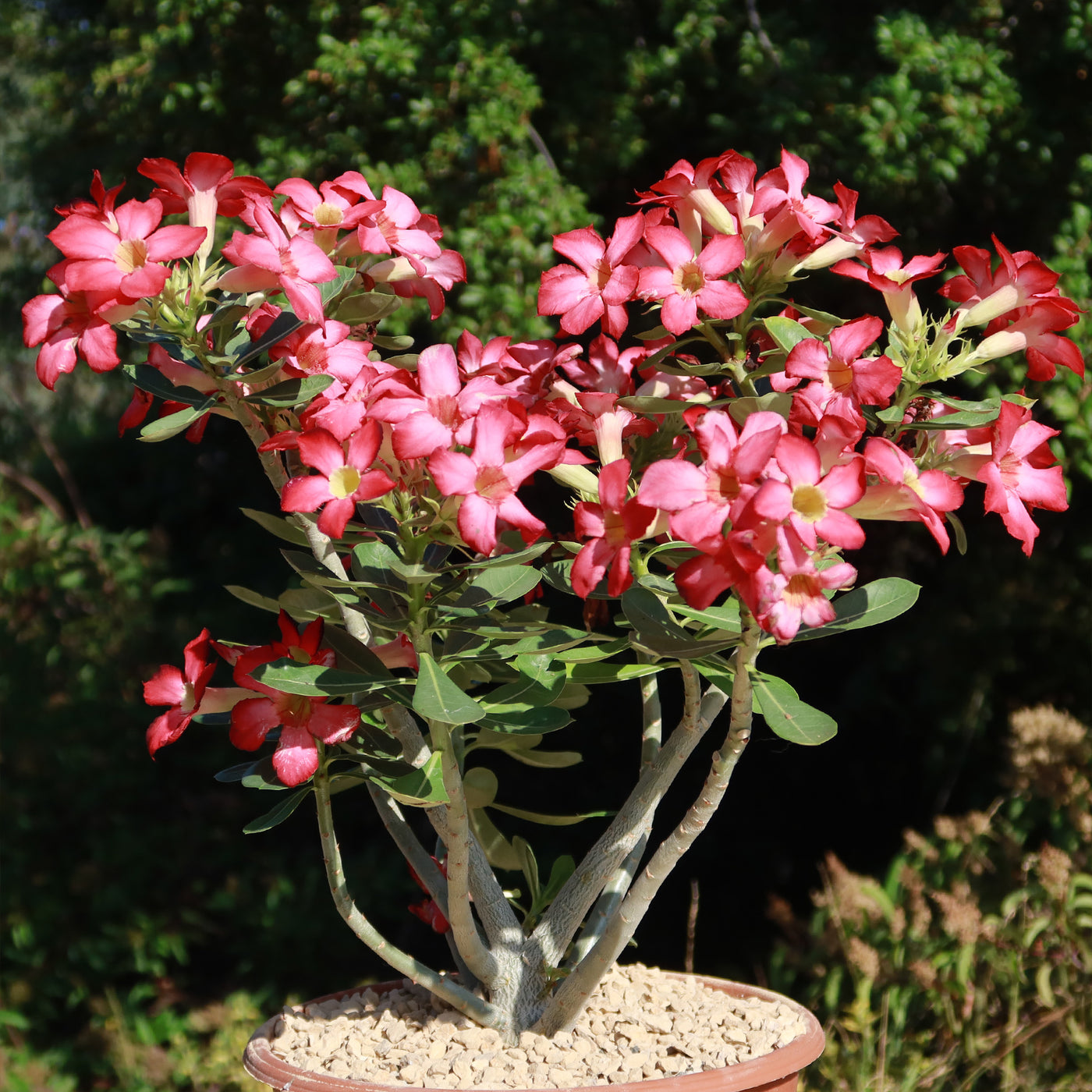 Adenium obesum - Hybrids, Desert Rose 6 pot