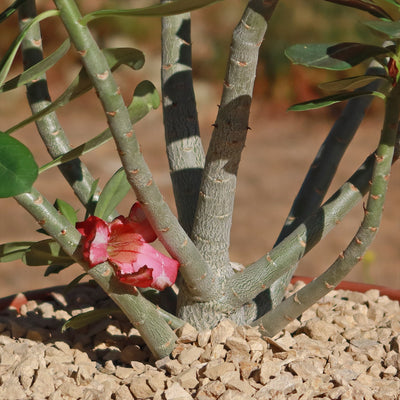 Desert Rose 'Adenium obesum'