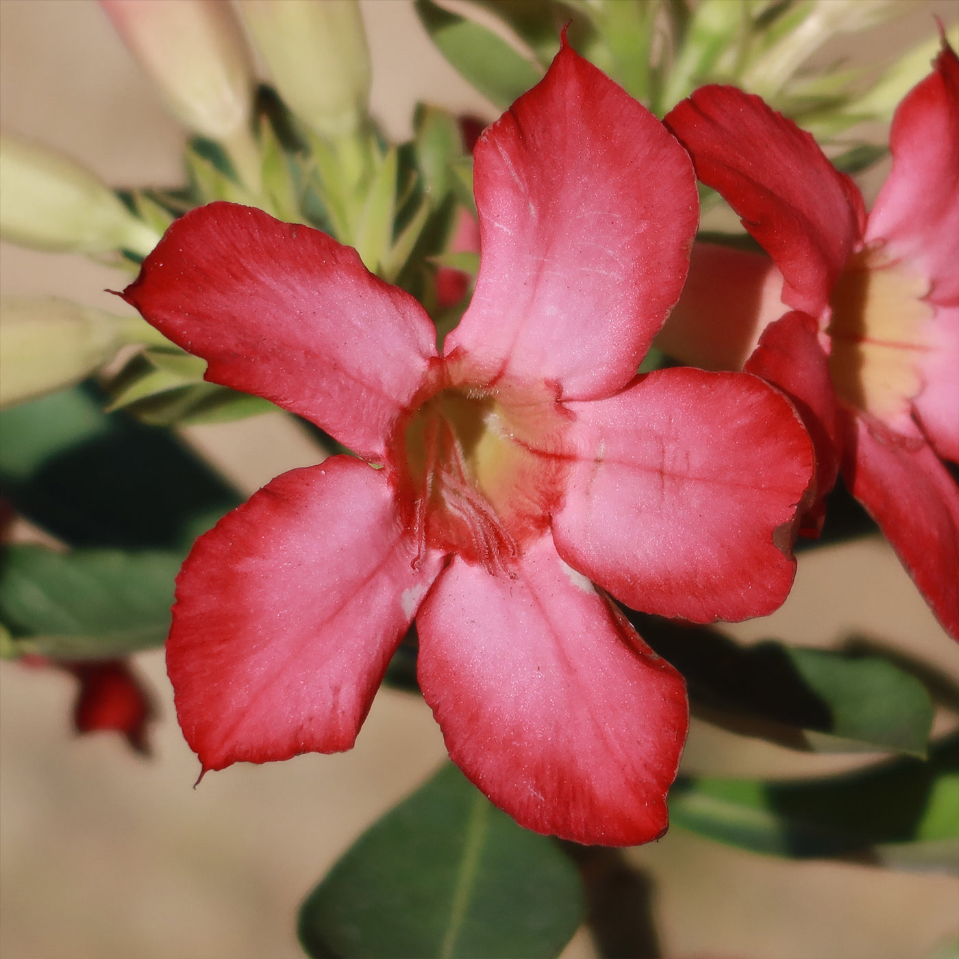 Adenium Obesum - Set of 2 - Flowering Desert Roses - FloraStore